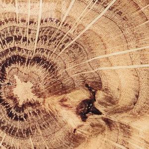 Woodland Placemat Set/4