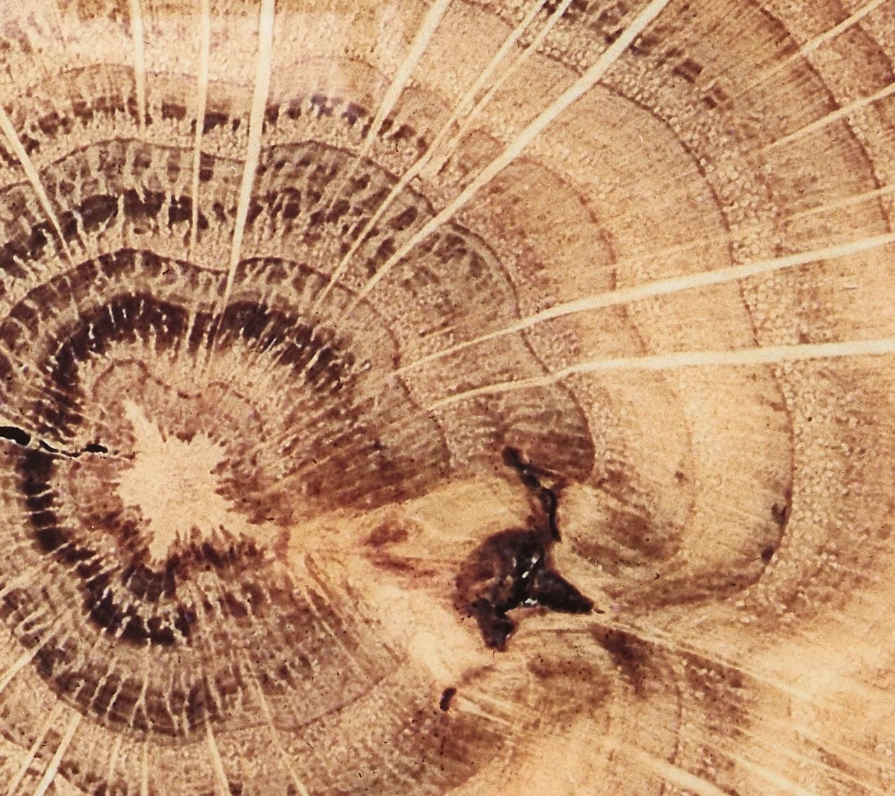 Woodland Placemat Set/4