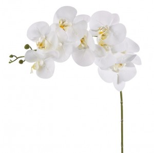 White Phalaenopsis Orchid Spray